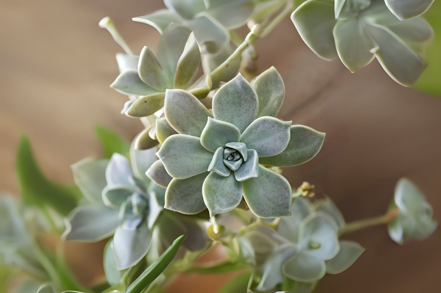 Ghost Plant Succulent - Elegant Pastel Hues - Graptopetalum paraguayense - Easy-Care Indoor/Outdoor Plant for Home & Garden