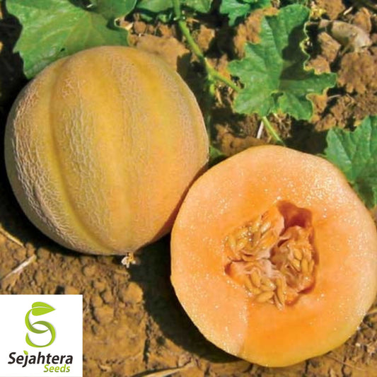 Midget Melon Cantaloupe Seeds {Organic} 100+ Seeds | 70-Day Harvest