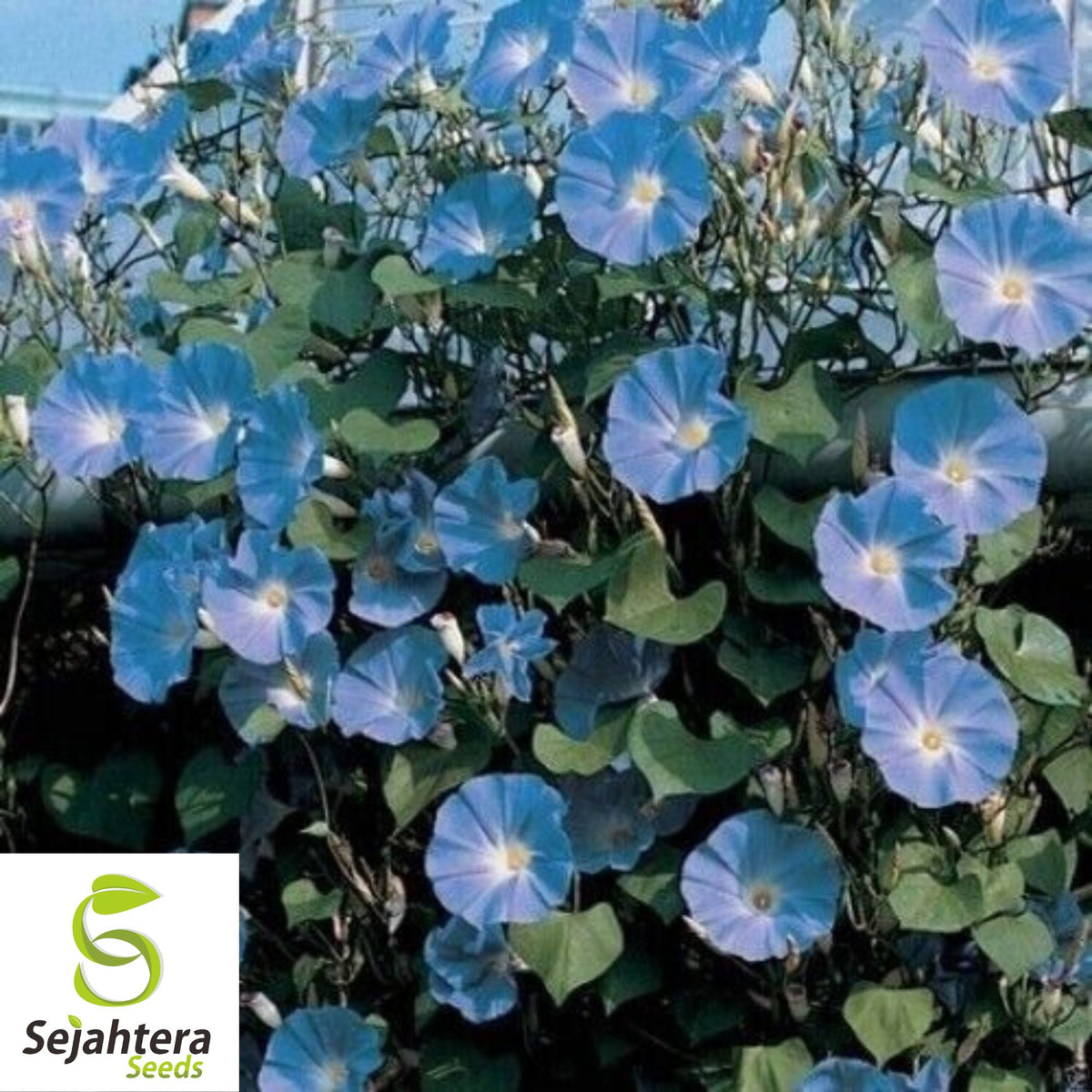 Morning Glory 'Heavenly Blue' Seeds - 400+ Climbing Vine - Bright & Beautiful