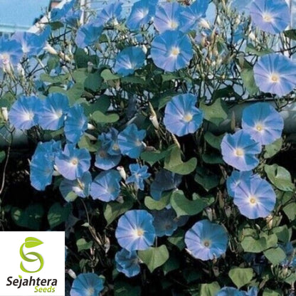 Morning Glory 'Heavenly Blue' Seeds - 400+ Climbing Vine - Bright & Beautiful