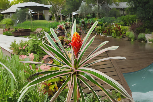 Guzmania Torch Albo Plant in 6" Pot, Tropical Bromeliad, Guzmania lingulata, Indoor Houseplant for Low Light