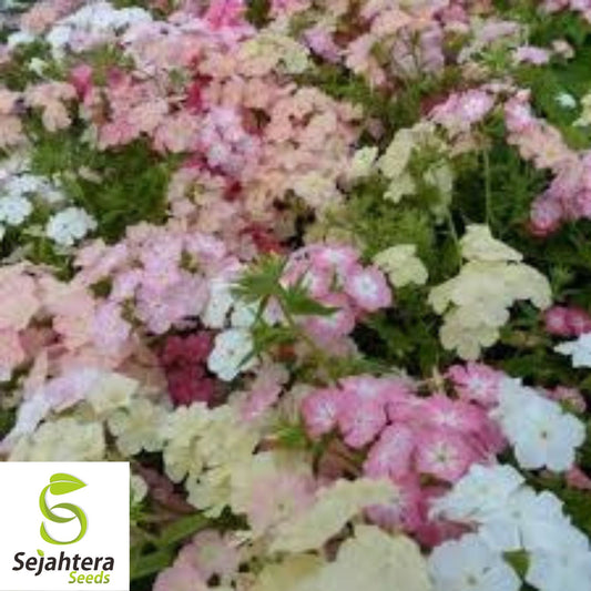 100 Pastel Phlox Drummondi Seeds | Pink, Salmon, Yellow, Rose Mix