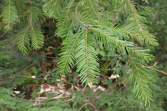 Clearwater Grand Fir Giant Fir (Abies grandis Inland Ecotype)