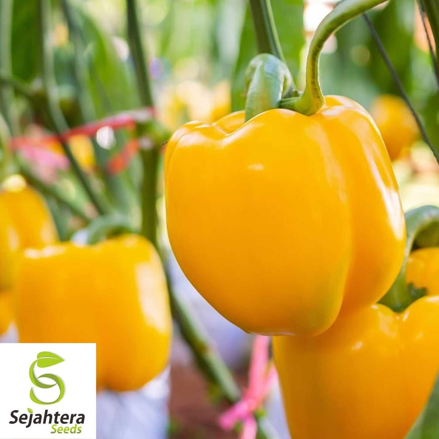 20 Sunbright Sweet Bell Pepper Seeds - Non-GMO, Vibrant & Mild Variety