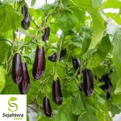 Florida Market Eggplant Seeds 100+ | High Bush Heirloom Vegetable NON-GMO USA
