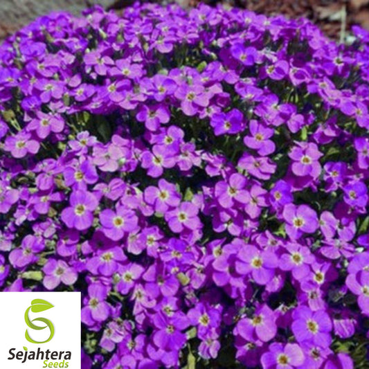 150+ Rock Cress Seeds - Aubrieta, Cascading Purple Flowers, Perennial Ground Cover