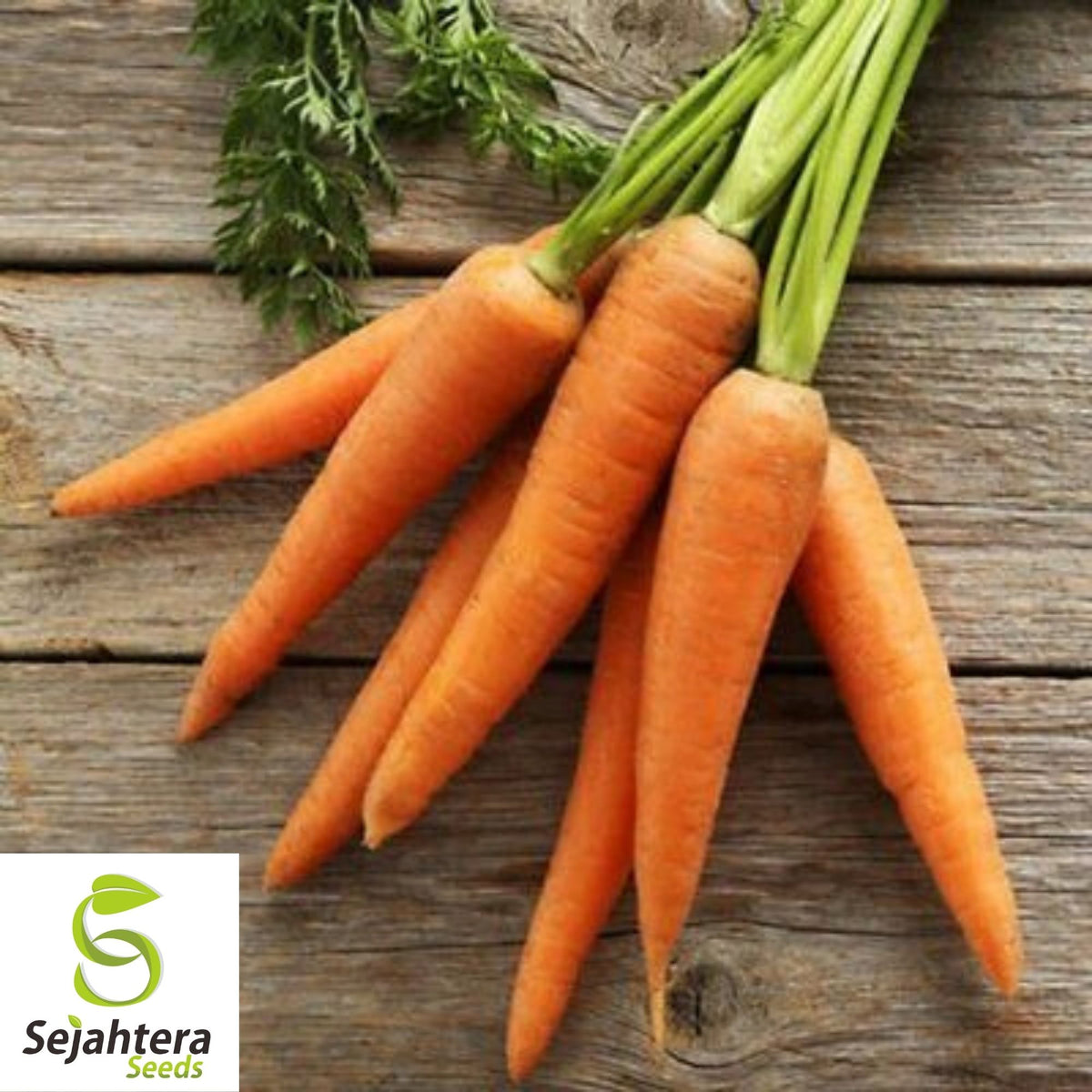 Little Finger Carrot Seeds 1000+ | Heirloom NON-GMO Vegetable Garden USA