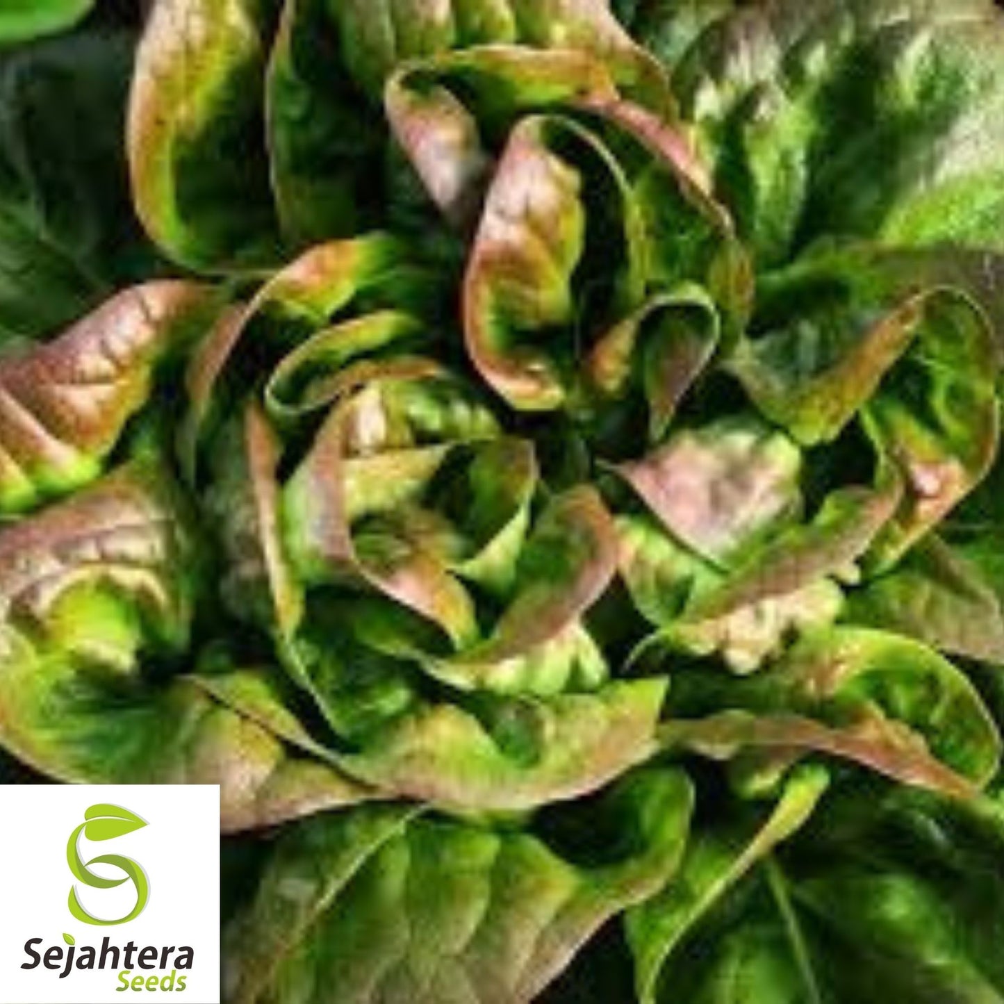 Bronze Mignonette Lettuce Seeds 600+ | Heirloom Vegetable NON-GMO USA