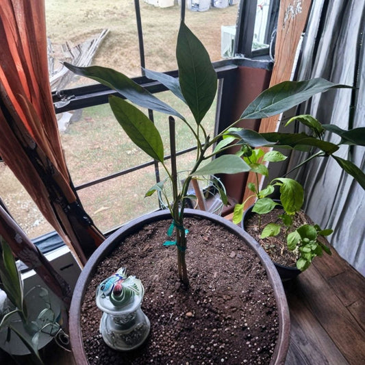 Hass Avocado Tree – Persea americana Live Grafted Tree | 1 Foot Tall | Shipped in Plastic Grow Bag  Most Popular Avocado Variety | Rich Creamy Flavor | Backyard Orchard Favorite