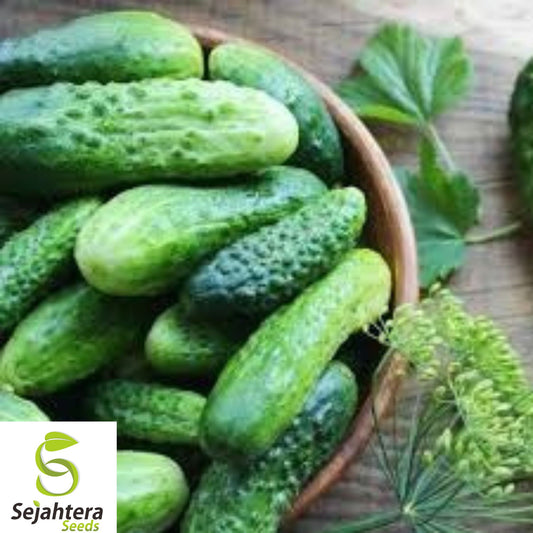 50+ Carolina Cucumber Seeds - Heirloom, Organic, Non-GMO, Crisp & High-Yield