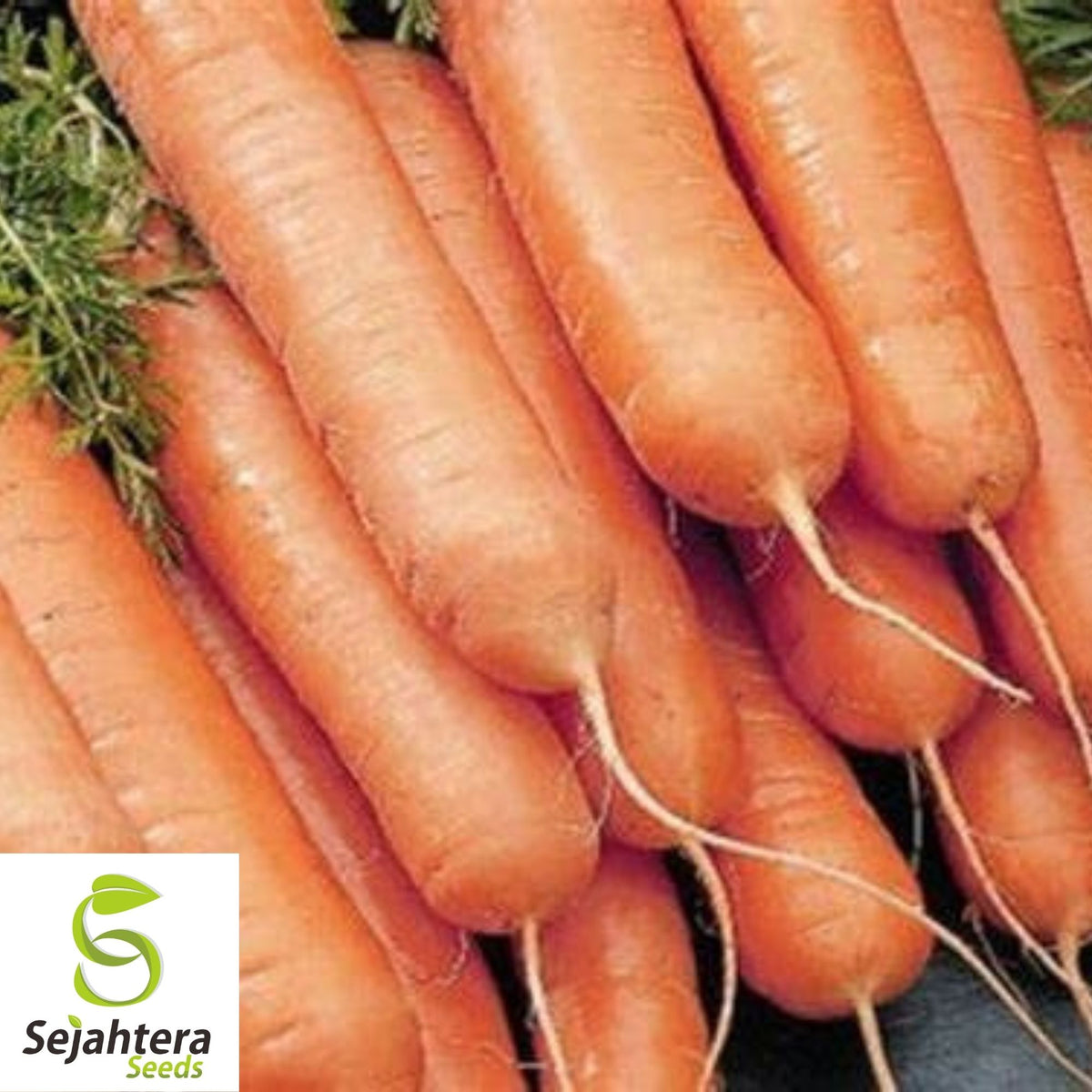 Little Finger Carrot Seeds 1000+ | Heirloom NON-GMO Vegetable Garden USA