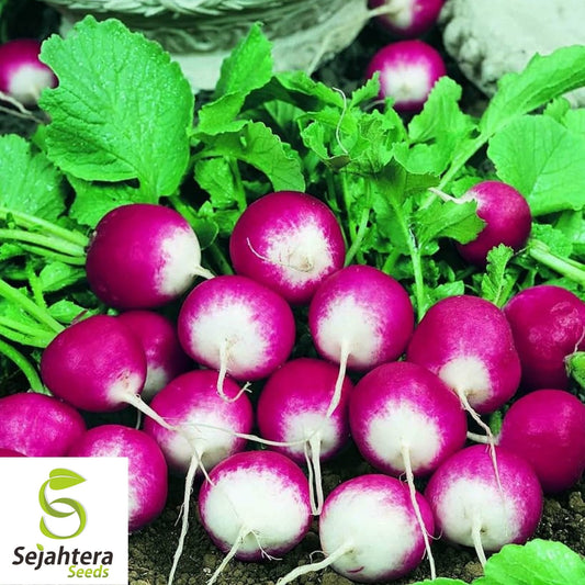 200 Sparkler Radish Seeds - Heirloom, Non-GMO, Crisp Vegetable Garden
