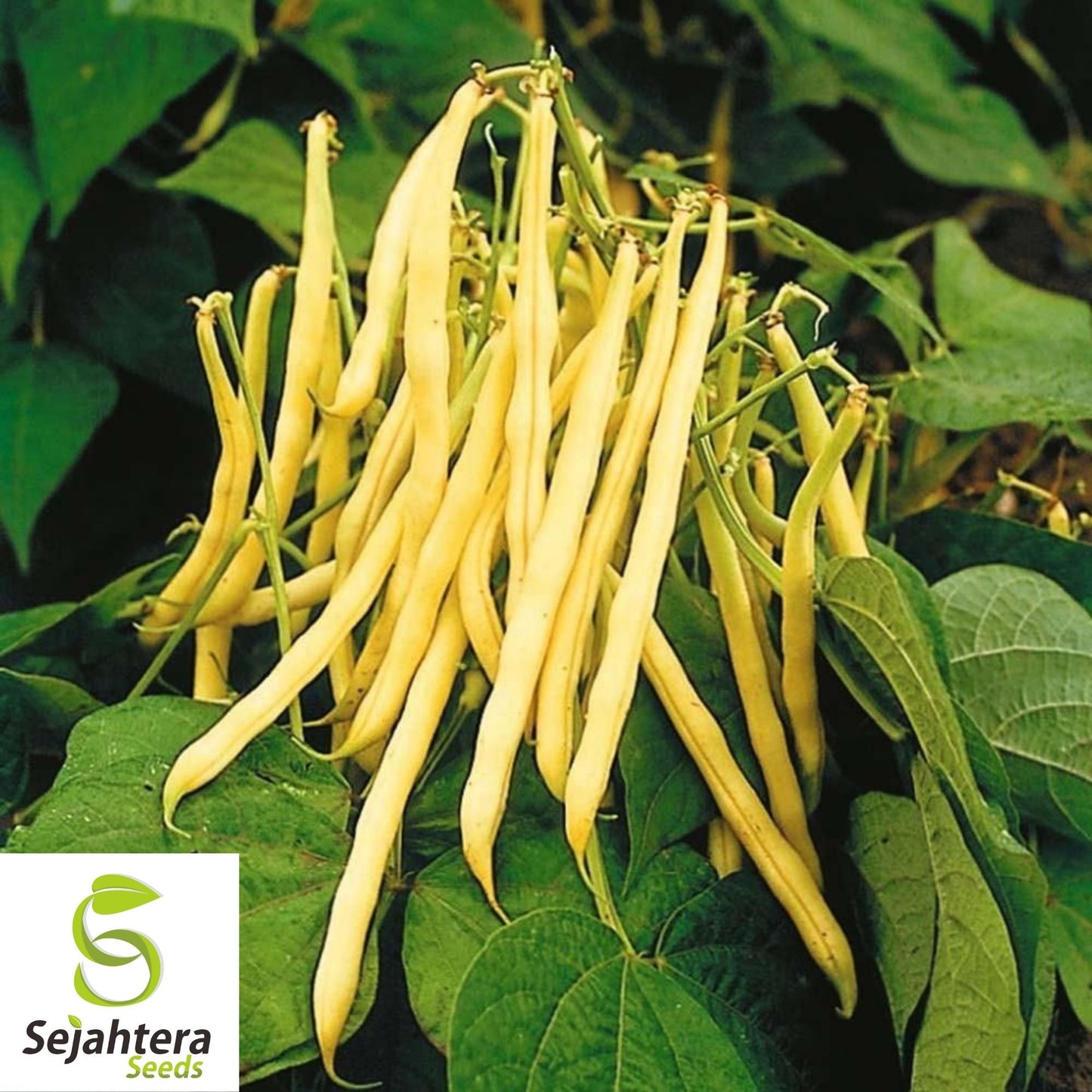 Golden Wax Bean Seeds 50 Ct | Bush Yellow Stringless Vegetable NON-GMO USA