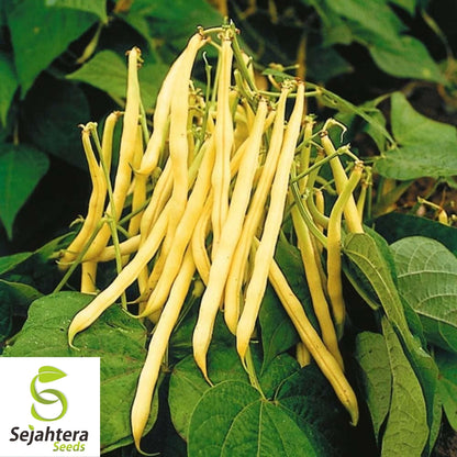 Golden Wax Bean Seeds 50 Ct | Bush Yellow Stringless Vegetable NON-GMO USA