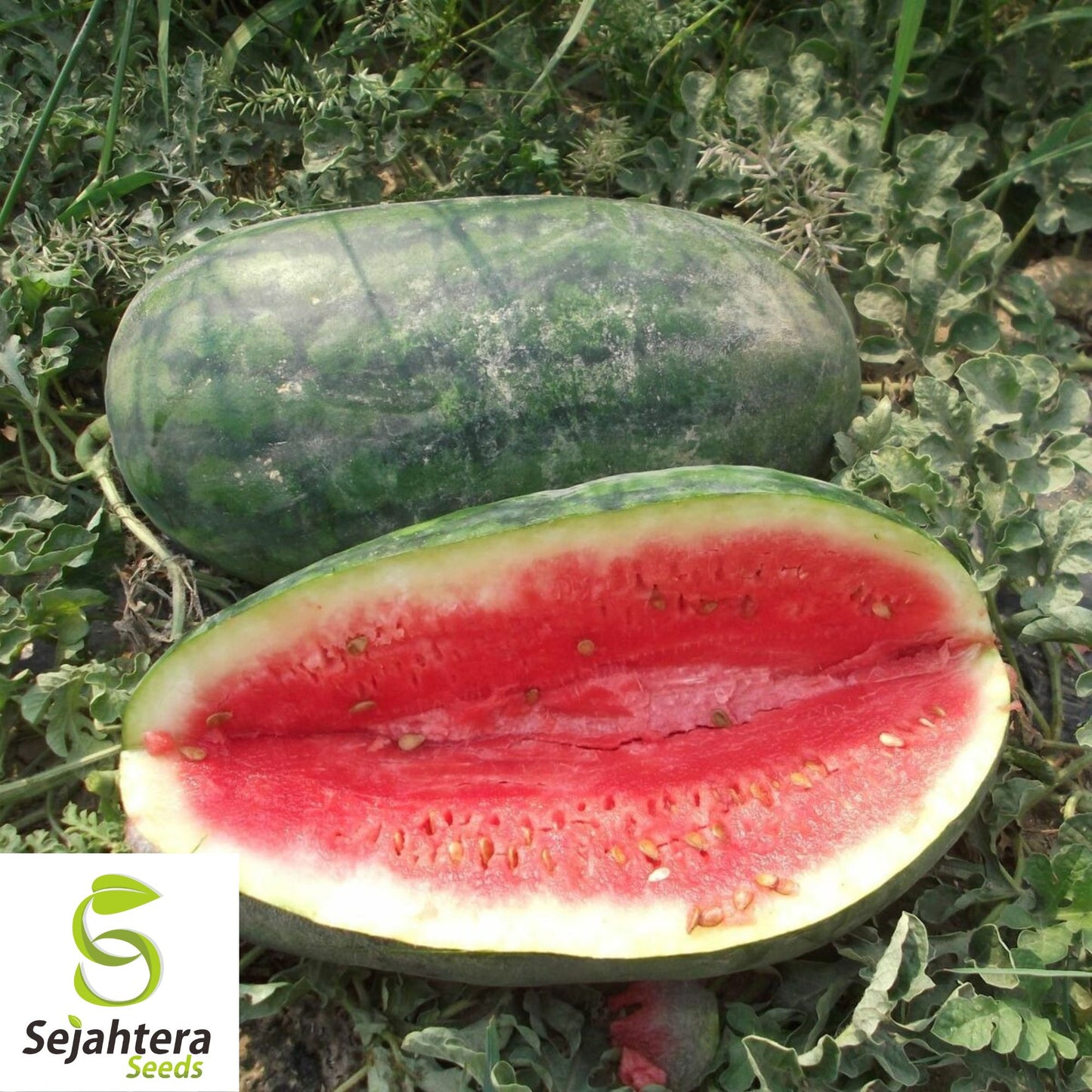 Congo Watermelon Seeds - 24+ Heirloom, Organic, Non-GMO & Large, Rare Variety
