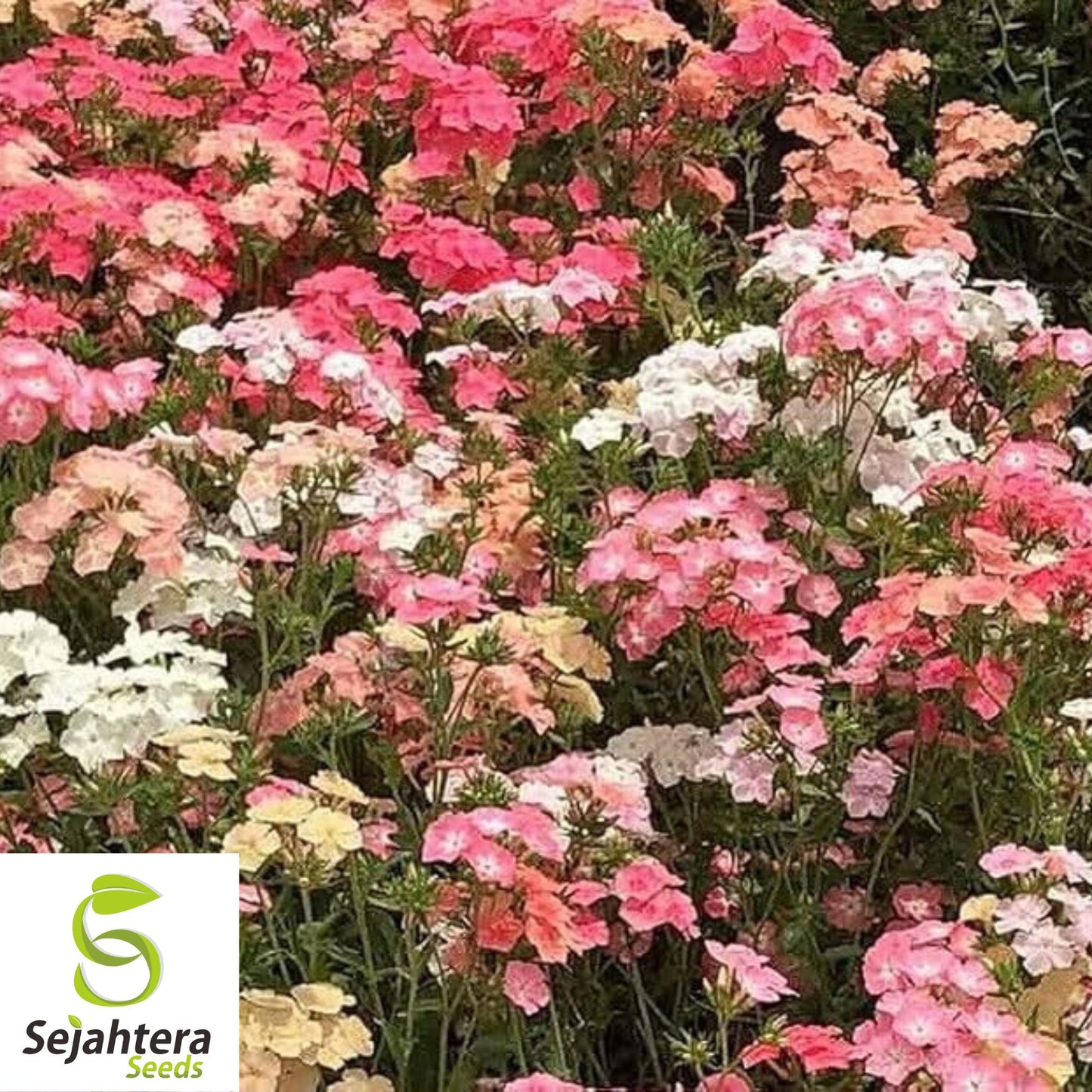 100 Pastel Phlox Drummondi Seeds | Pink, Salmon, Yellow, Rose Mix