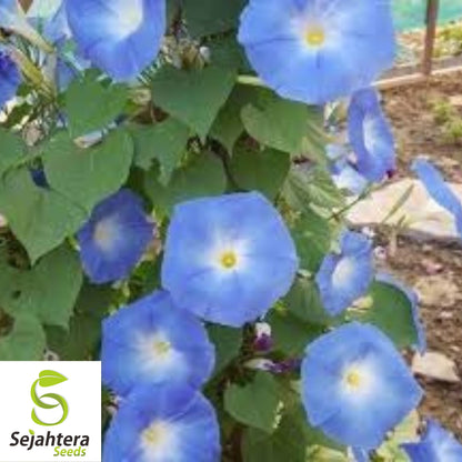 Morning Glory 'Heavenly Blue' Seeds - 400+ Climbing Vine - Bright & Beautiful
