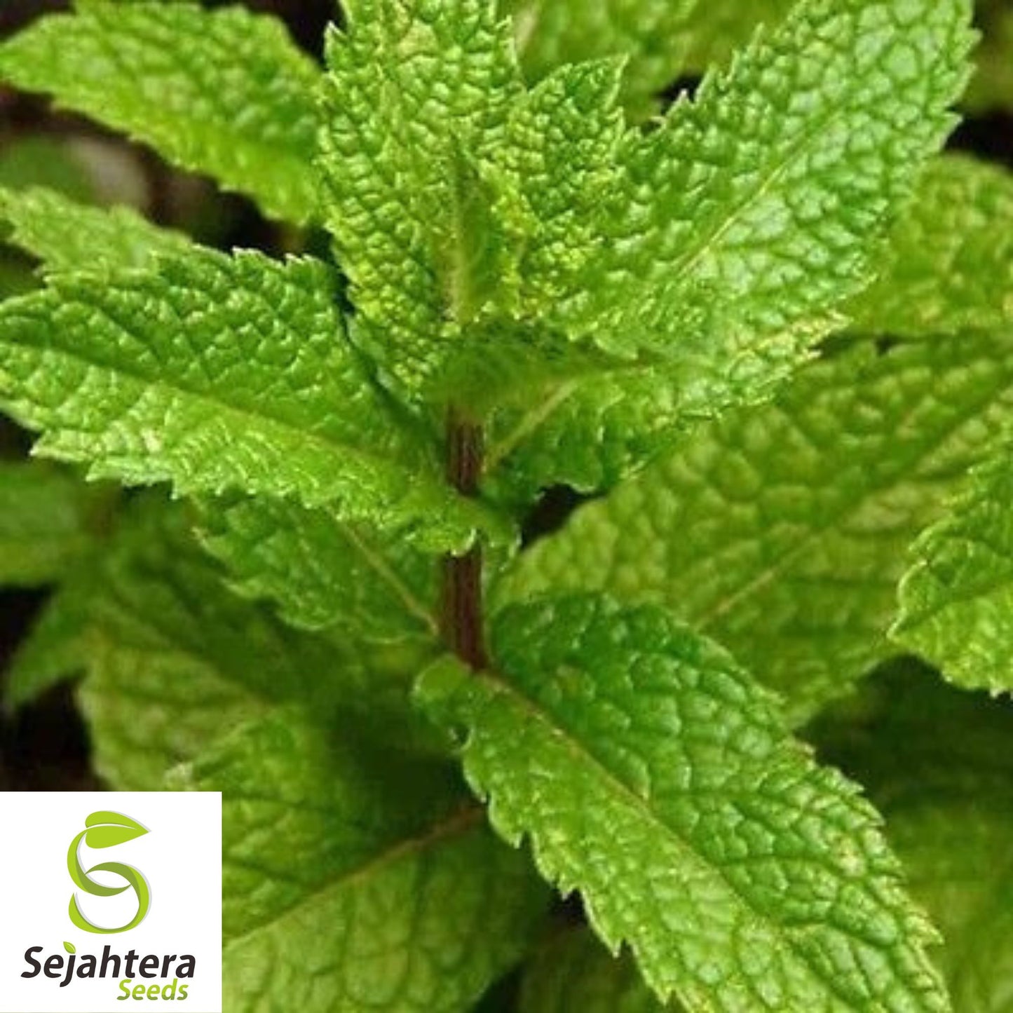500+ Lemon Balm Seeds - Herb, Perennial & Natural Mosquito Repellent