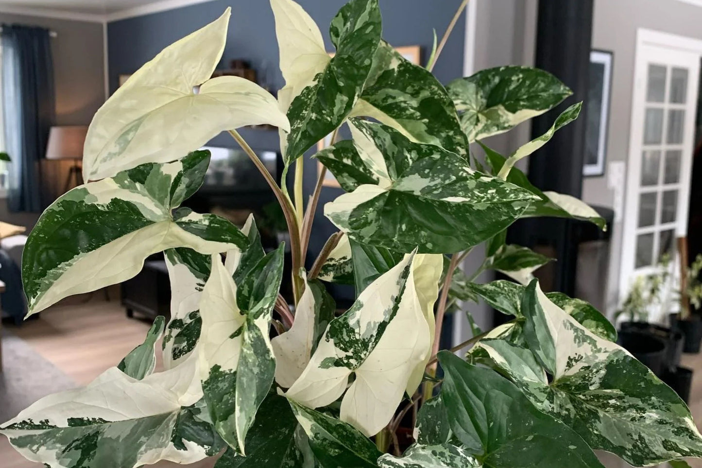 Variegated Arrowhead Vine 6" Pot - Syngonium podophyllum albo-variegatum - Unique Green and White Leaves, Ideal for Indoor Growing