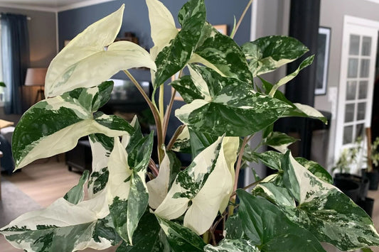 Variegated Arrowhead Vine 6" Pot - Syngonium podophyllum albo-variegatum - Unique Green and White Leaves, Ideal for Indoor Growing
