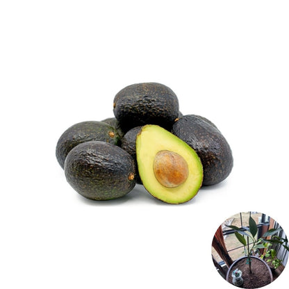 Hass Avocado Tree – Persea americana Live Grafted Tree | 1 Foot Tall | Shipped in Plastic Grow Bag  Most Popular Avocado Variety | Rich Creamy Flavor | Backyard Orchard Favorite