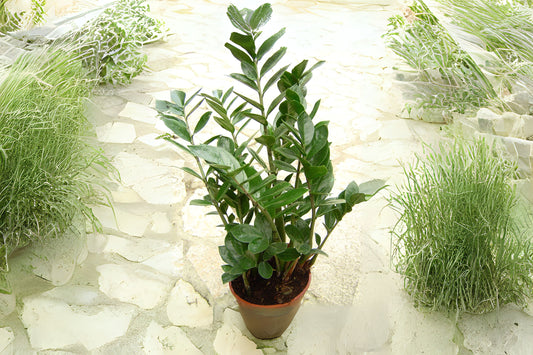 ZZ Plant Starter - 3 in Pot, Zamioculcas zamiifolia, Low Light Houseplant, Resilient Indoor Greenery, Easy Care Plant