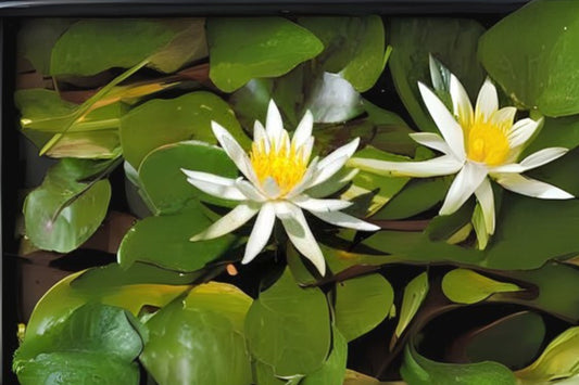 Winter Hardy Lily 3 Pack - Nymphaea ‘Arc-en-ciel’ - Pink & White Flowers - Ideal for Water Gardens & Ponds