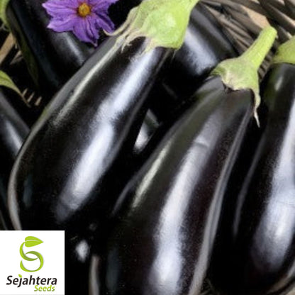 Florida Market Eggplant Seeds 100+ | High Bush Heirloom Vegetable NON-GMO USA