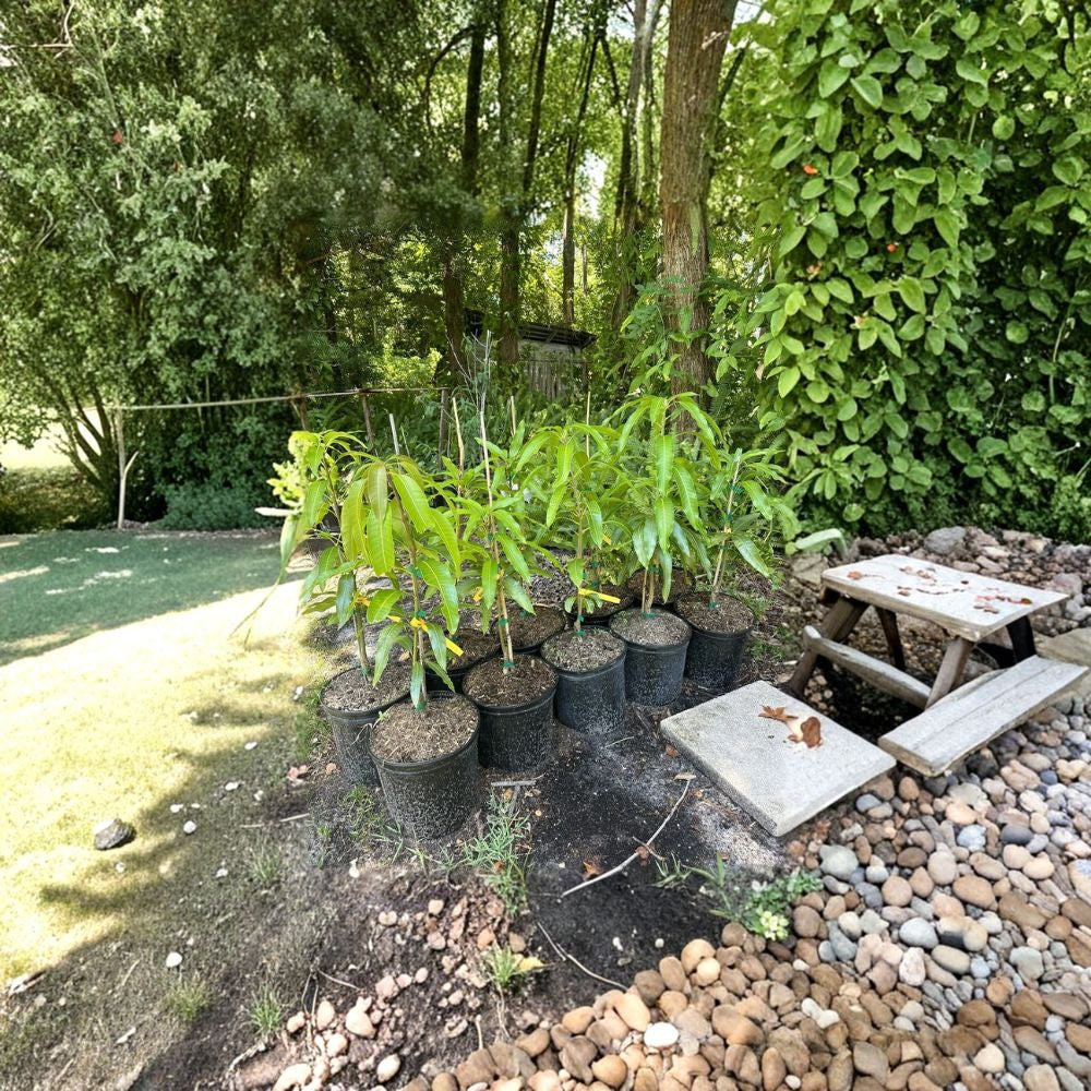 Mango Lover Collection – Mangifera indica 4 Grafted Live Trees | Premium Varieties | Backyard Orchard Starter Pack  Alphonso • Mallika • Carrie • Maha Chanok | Sweet Tropical Selection