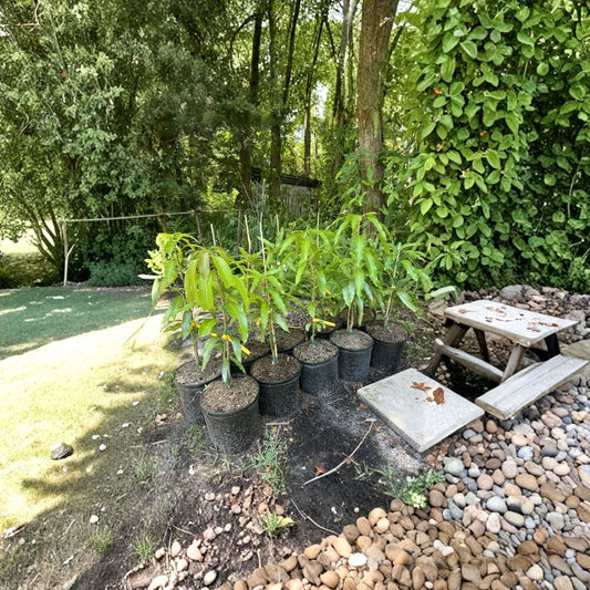 Mango Lover Collection – Mangifera indica 4 Grafted Live Trees | Premium Varieties | Backyard Orchard Starter Pack  Alphonso • Mallika • Carrie • Maha Chanok | Sweet Tropical Selection