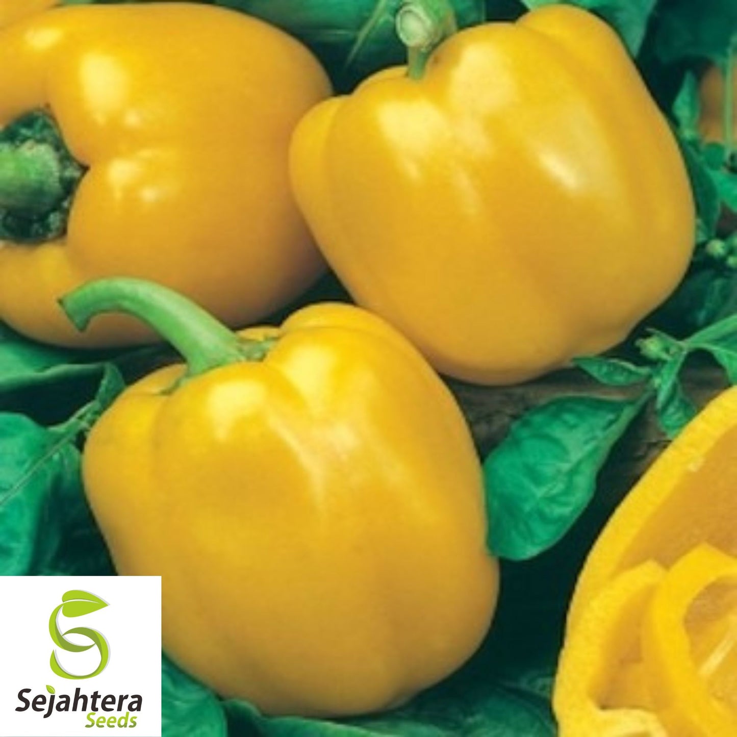 20 Sunbright Sweet Bell Pepper Seeds - Non-GMO, Vibrant & Mild Variety