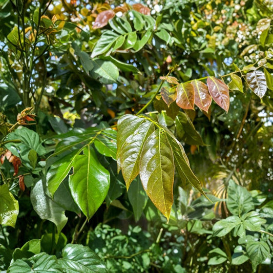 Ice Cream Bean Tree – Inga edulis Live Seedling | 4–8 Inches Tall | 3-Inch Pot  Fast-Growing Tropical Tree | Sweet Vanilla-Flavored Pods | Nitrogen-Fixing Shade Tree