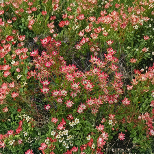 Leucadendron Salignum ‘Winter Red’ – Conebush Live Evergreen Shrub | 1 Foot Tall | Ships in 6 Inch Pot  Rich Purple-Red Winter Foliage | Cream Bracts | Sun Loving Accent Plant