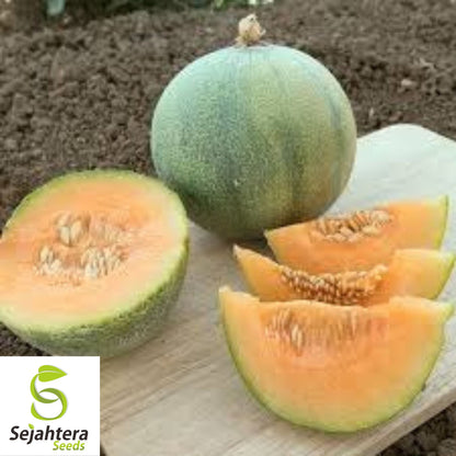 Midget Melon Cantaloupe Seeds {Organic} 100+ Seeds | 70-Day Harvest