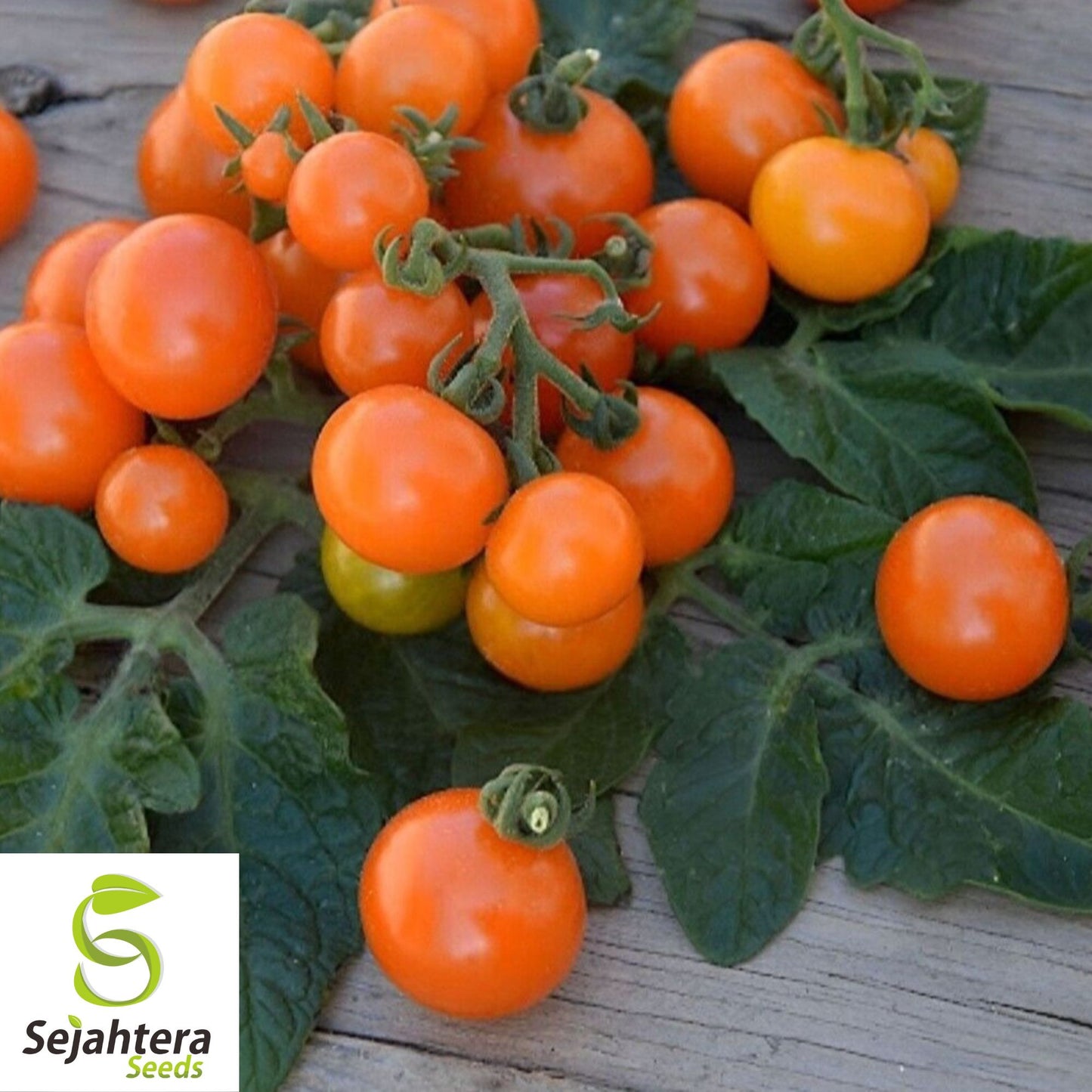 15 Orange Dream Micro Dwarf Tomato Seeds - Non-GMO, Sweet & Compact