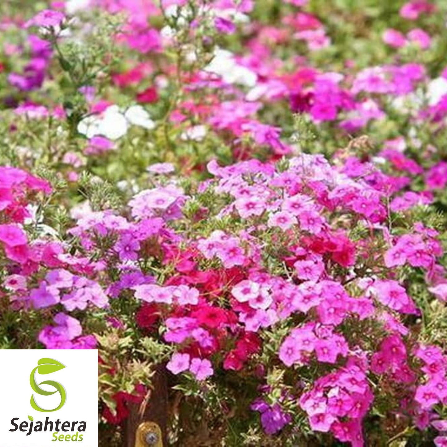 100 Pastel Phlox Drummondi Seeds | Pink, Salmon, Yellow, Rose Mix