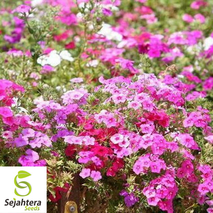 100 Pastel Phlox Drummondi Seeds | Pink, Salmon, Yellow, Rose Mix