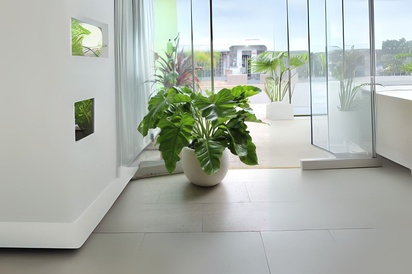 Philodendron Wilsonii Plant in 3 Gallon Pot - Climbing Philodendron with Large Elephant Ear Leaves - Philodendron sp.