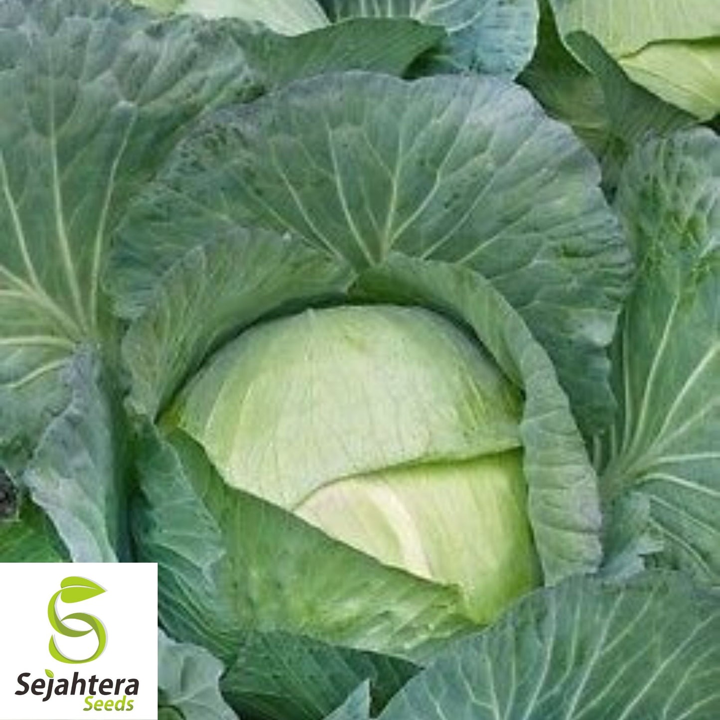 All Seasons Cabbage Seeds - 1000+ Heirloom, Organic, Non-GMO & High-Yield