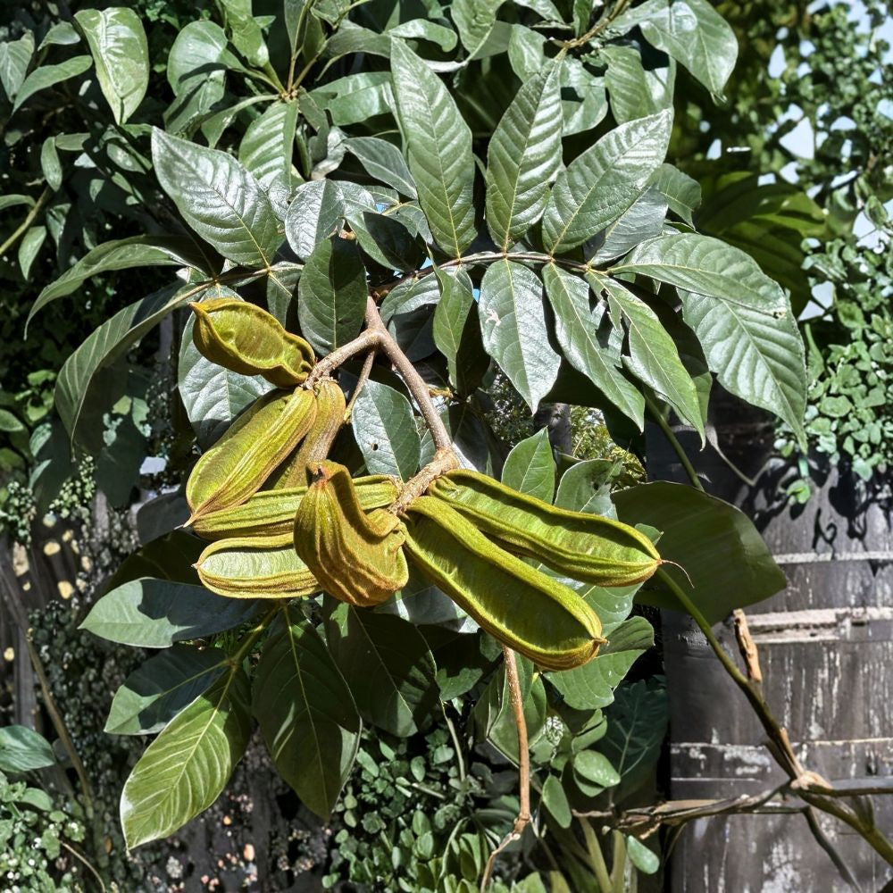 Ice Cream Bean Tree – Inga edulis Live Seedling | 4–8 Inches Tall | 3-Inch Pot  Fast-Growing Tropical Tree | Sweet Vanilla-Flavored Pods | Nitrogen-Fixing Shade Tree