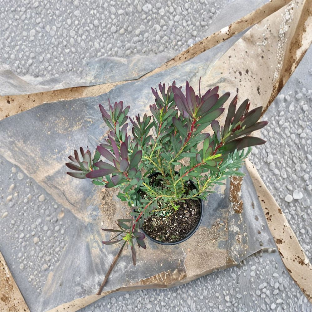 Leucadendron Salignum ‘Winter Red’ – Conebush Live Evergreen Shrub | 1 Foot Tall | Ships in 6 Inch Pot  Rich Purple-Red Winter Foliage | Cream Bracts | Sun Loving Accent Plant