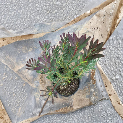 Leucadendron Salignum ‘Winter Red’ – Conebush Live Evergreen Shrub | 1 Foot Tall | Ships in 6 Inch Pot  Rich Purple-Red Winter Foliage | Cream Bracts | Sun Loving Accent Plant