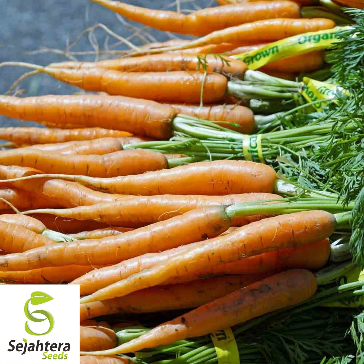 Little Finger Carrot Seeds 1000+ | Heirloom NON-GMO Vegetable Garden USA