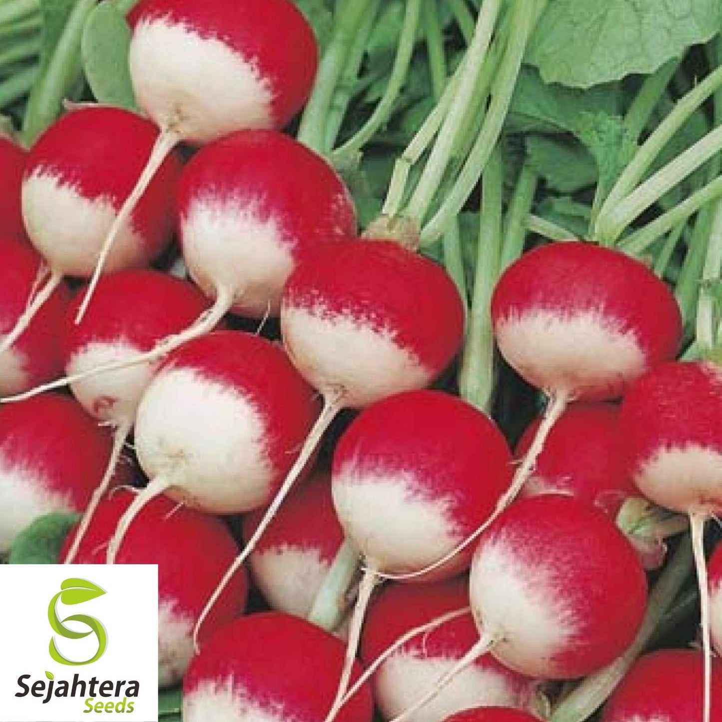 200 Sparkler Radish Seeds - Heirloom, Non-GMO, Crisp Vegetable Garden