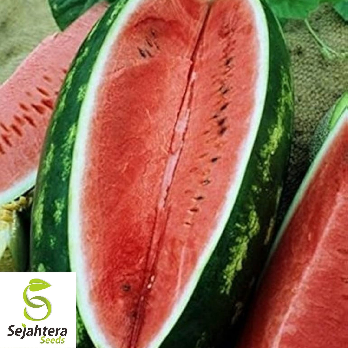 Congo Watermelon Seeds - 24+ Heirloom, Organic, Non-GMO & Large, Rare Variety