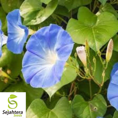 Morning Glory 'Heavenly Blue' Seeds - 400+ Climbing Vine - Bright & Beautiful