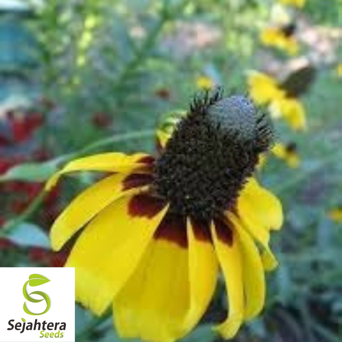 Clasping Coneflower Seeds 300+ | Rudbeckia amplexicaulis Wildflower USA