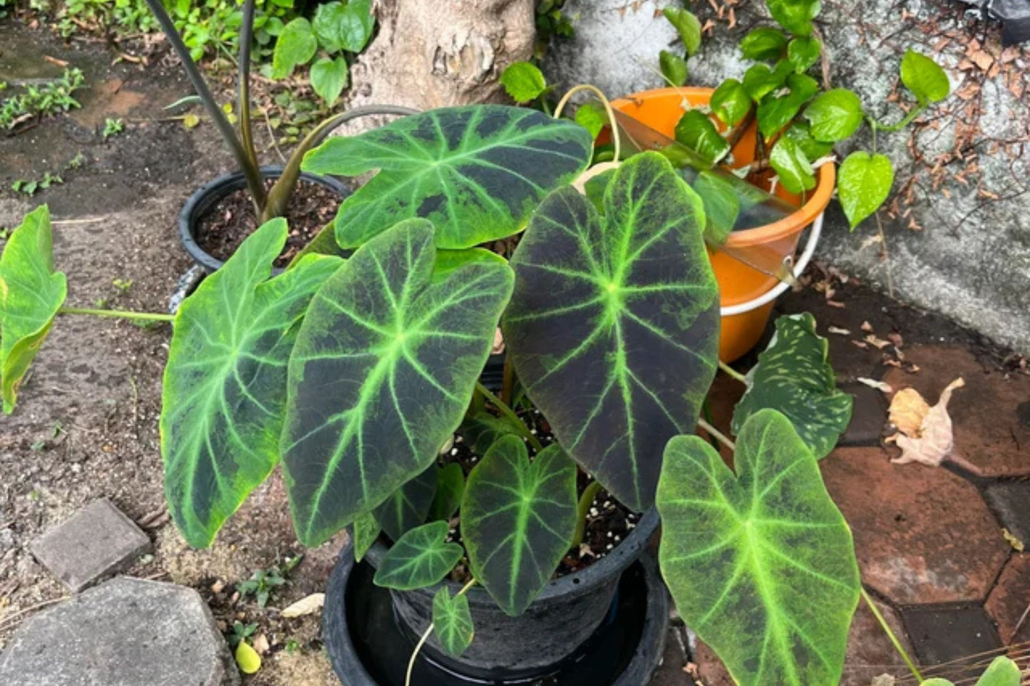 Colocasia Black Beauty Plant in 7 Gallon Pot - Tropical Elephant Ear - Colocasia esculenta