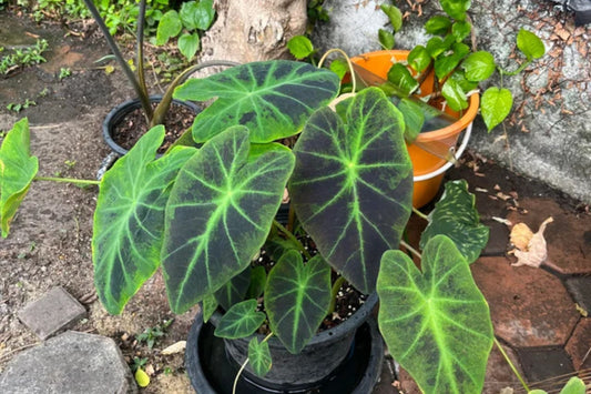Colocasia Black Beauty Plant in 7 Gallon Pot - Tropical Elephant Ear - Colocasia esculenta
