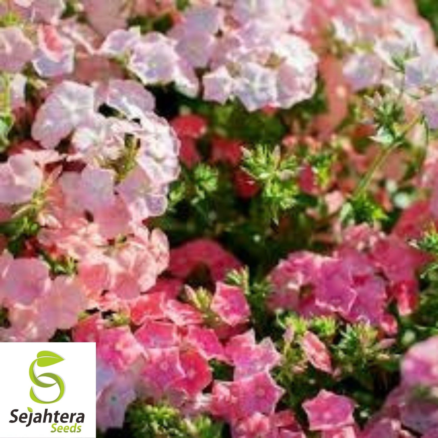 100 Pastel Phlox Drummondi Seeds | Pink, Salmon, Yellow, Rose Mix
